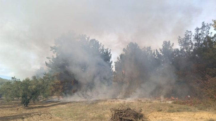 Mudanya’da Korkutan Orman Yangını! Kontrol Altına Alındı