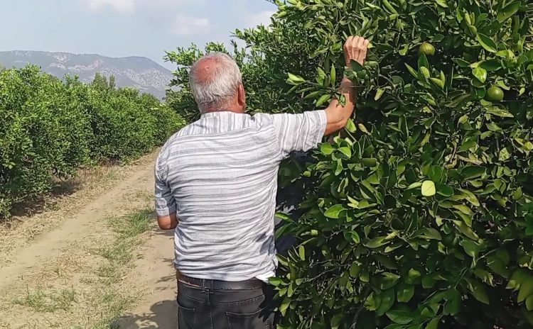 Zarar eden mandalina üreticisi: “Çiftçilik bitti. Devletin sahip çıkması lazım”