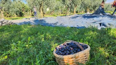 Türkiye’nin sofralık zeytin üretiminde lider kenti bursa’da, zeytin hasadı başladı.