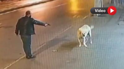 Sokak köpeği ölümden döndü! Köpeğe silah çekti, tutukluk yaptı