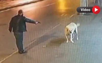 Sokak köpeği ölümden döndü! Köpeğe silah çekti, tutukluk yaptı