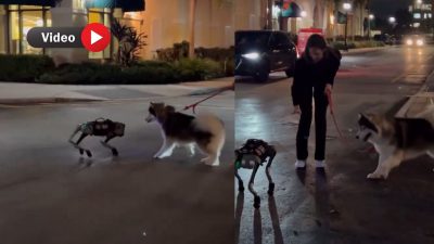 Robot Köpekle Karşılaşan Gerçek Köpeğin Tepkisi Sosyal Medyada Viral Oldu