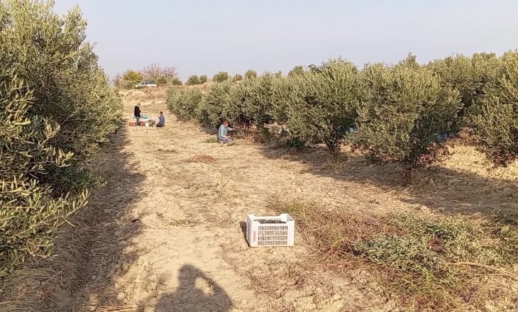 Zeytin toplayan emekli vatandaş: “Amele olarak çalışıyorum sadece karnımı doyurmak için”