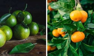 Turuncu Mandalina mı Yoksa Yeşil Mandalina mı Daha Sağlıklı? Duyunca Bir Daha Diğerini Yemeyeceksiniz