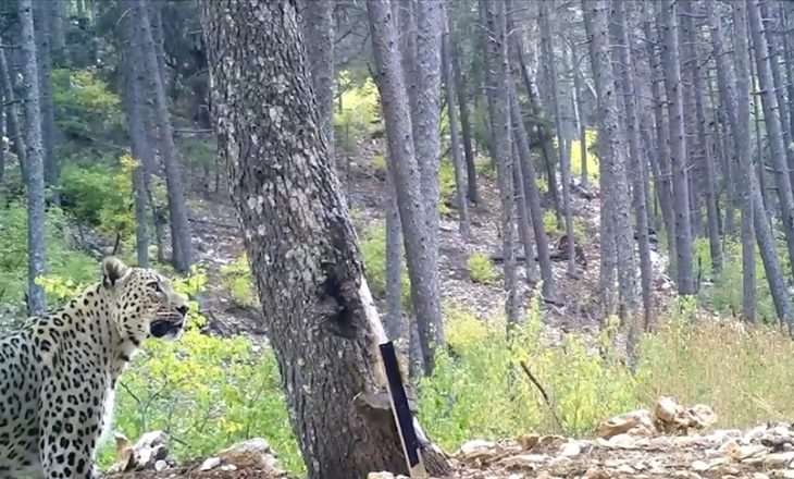 VİDEO HABER – Anadolu parsı fotokapanla görüntülendi